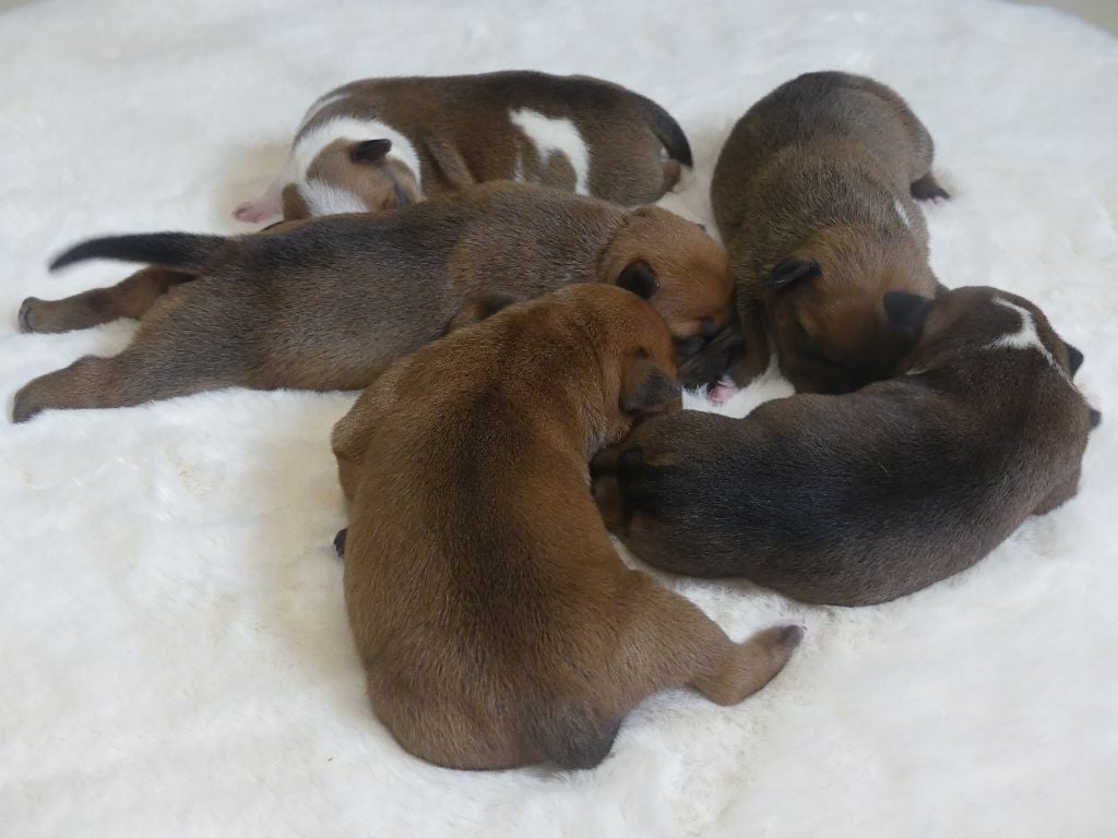 Staffordshire Bull Terrier - Land van mechelaar