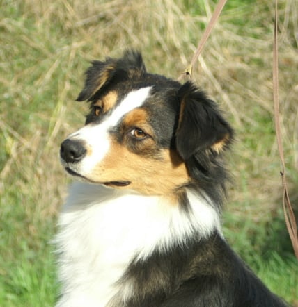 Publication : de l'Orée du Lison Auteur : Mathilde Wallois