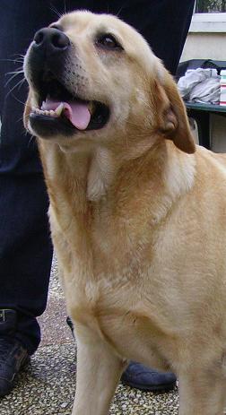 Publication : De la sauvagette