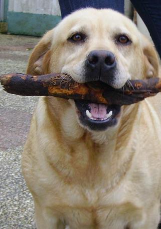 Publication : De la sauvagette