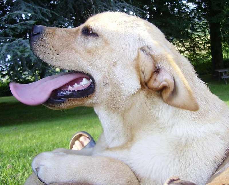 Publication : De la sauvagette