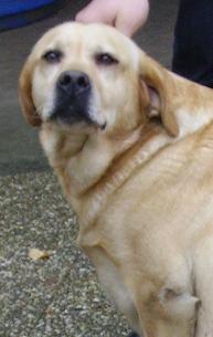 Publication : De la sauvagette