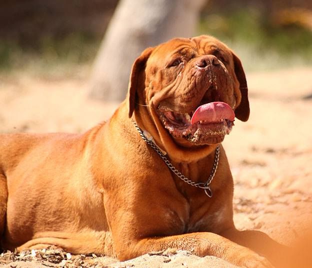 Janis Red Dog Demars