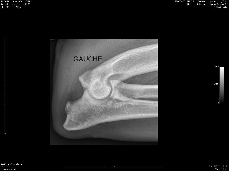 Harmonieuse douceur Red Dog Demars