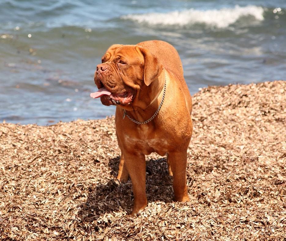 Janis Red Dog Demars