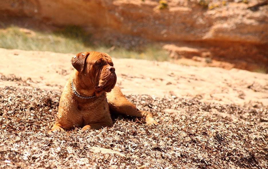 Janis Red Dog Demars