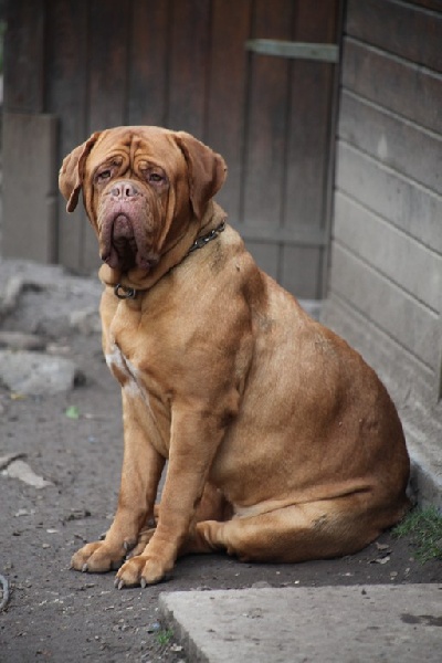 Harmonieuse douceur Red Dog Demars