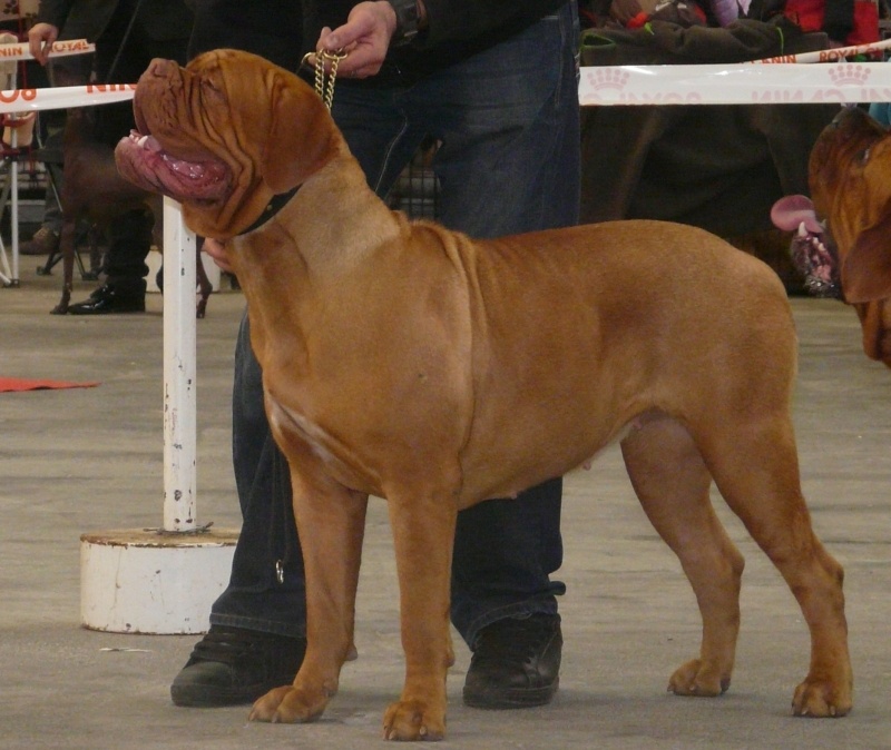 Harmonieuse douceur Red Dog Demars