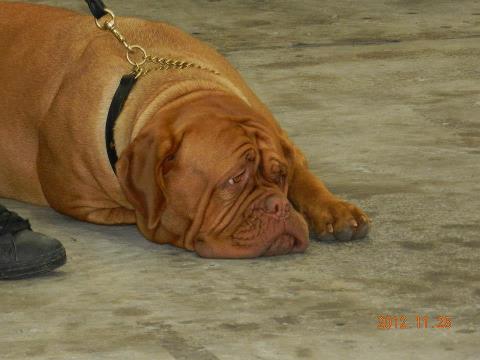 Harmonieuse douceur Red Dog Demars