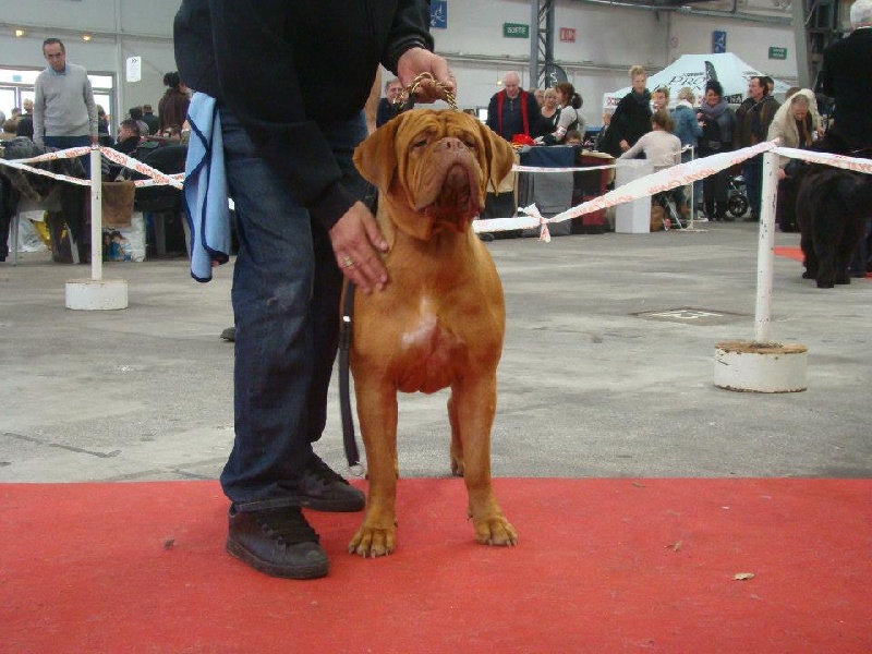 Harmonieuse douceur Red Dog Demars