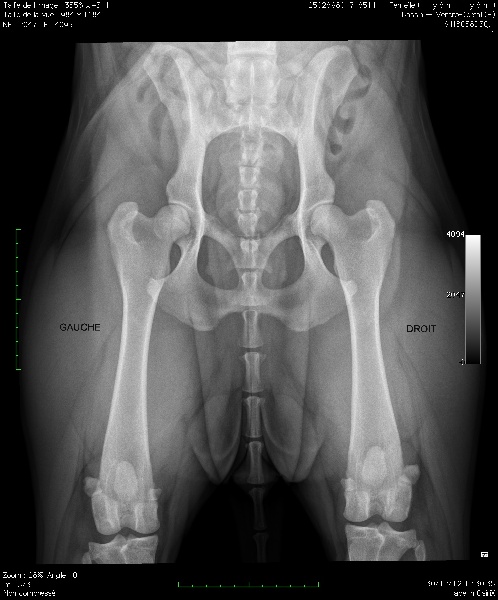 Harmonieuse douceur Red Dog Demars