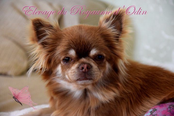 Publication : Du Royaume D'odin Auteur : Elevage du royaume d'odin