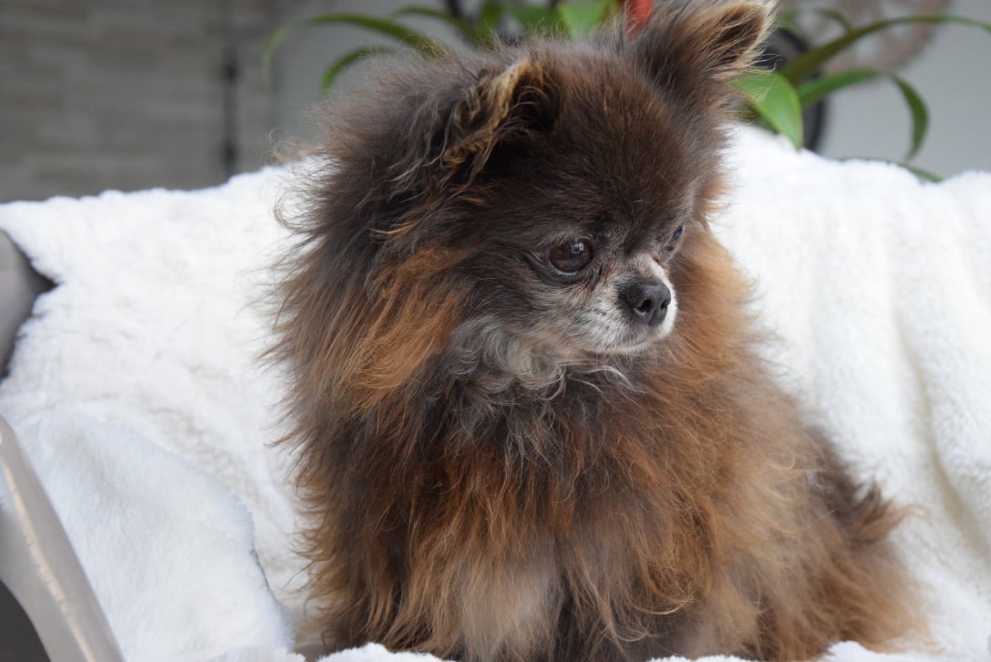 Publication : Du Royaume D'odin Auteur : elevae du royaume d'odin