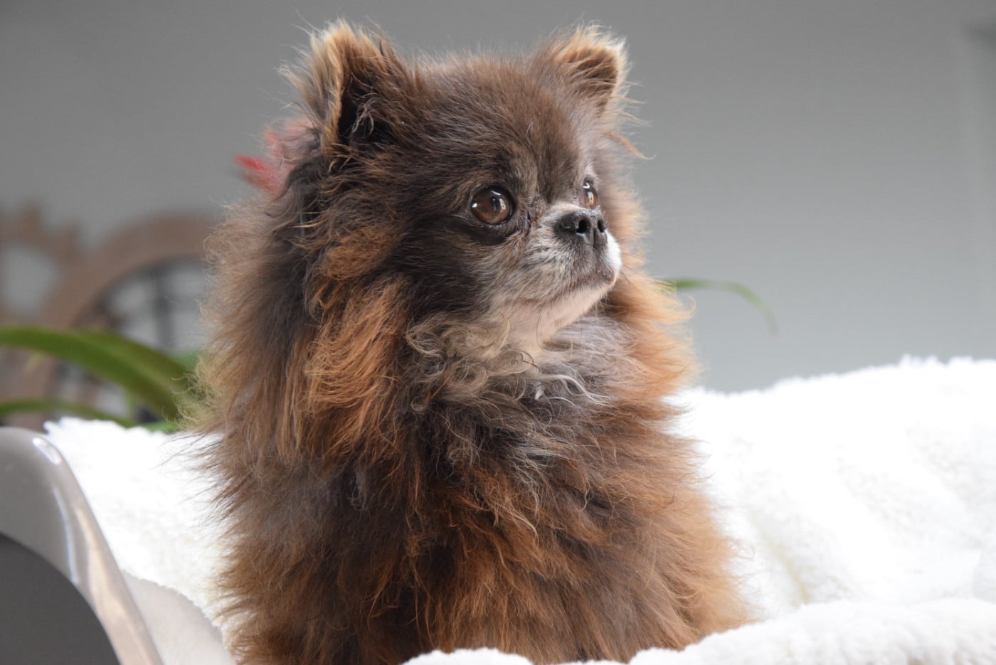 Publication : Du Royaume D'odin Auteur : elevae du royaume d'odin