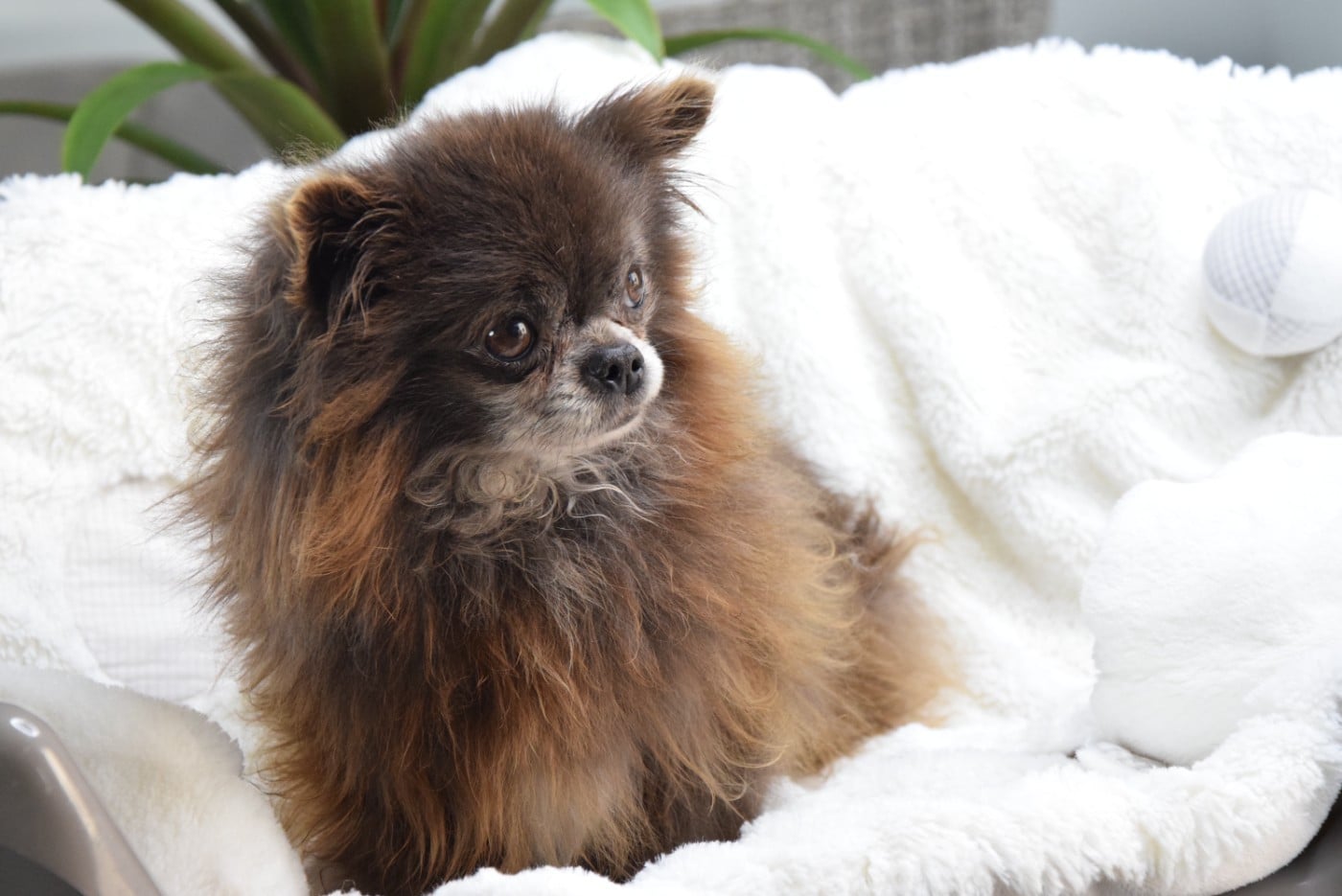 Publication : Du Royaume D'odin Auteur : elevae du royaume d'odin