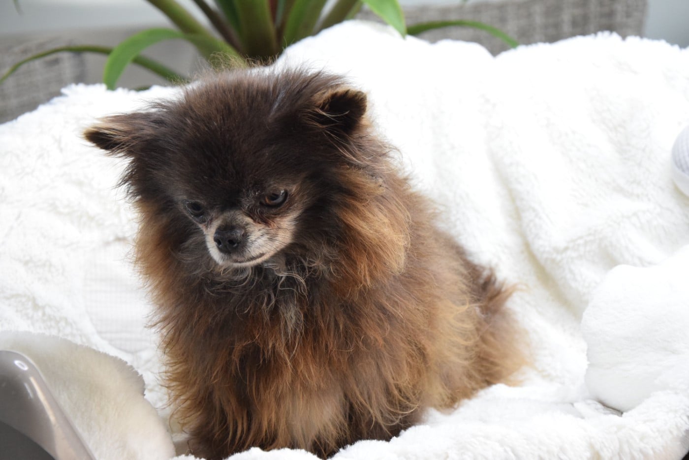 Publication : Du Royaume D'odin Auteur : elevae du royaume d'odin