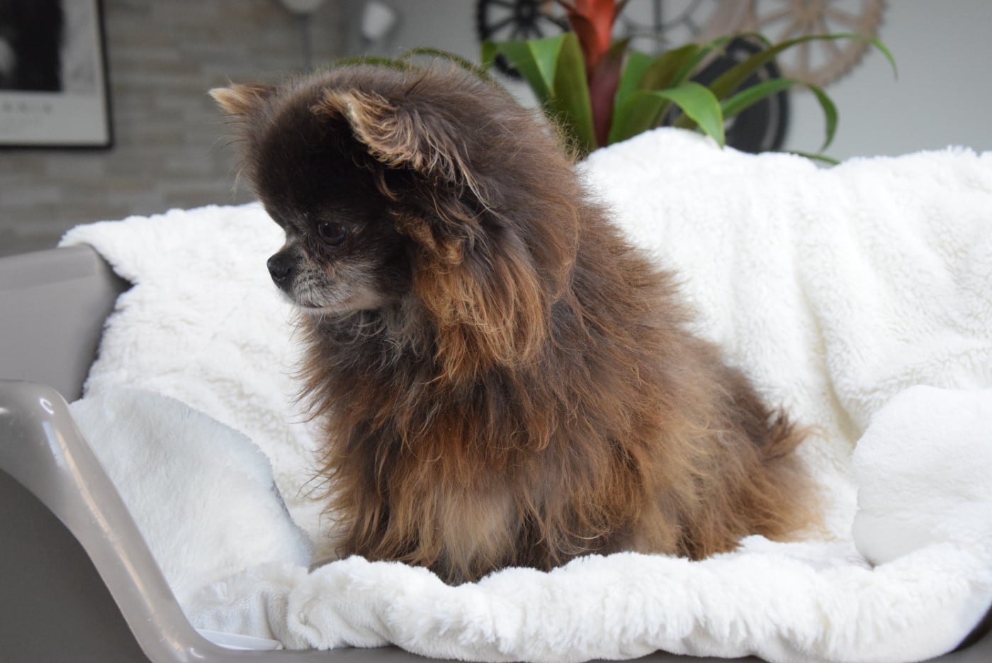 Publication : Du Royaume D'odin Auteur : elevae du royaume d'odin