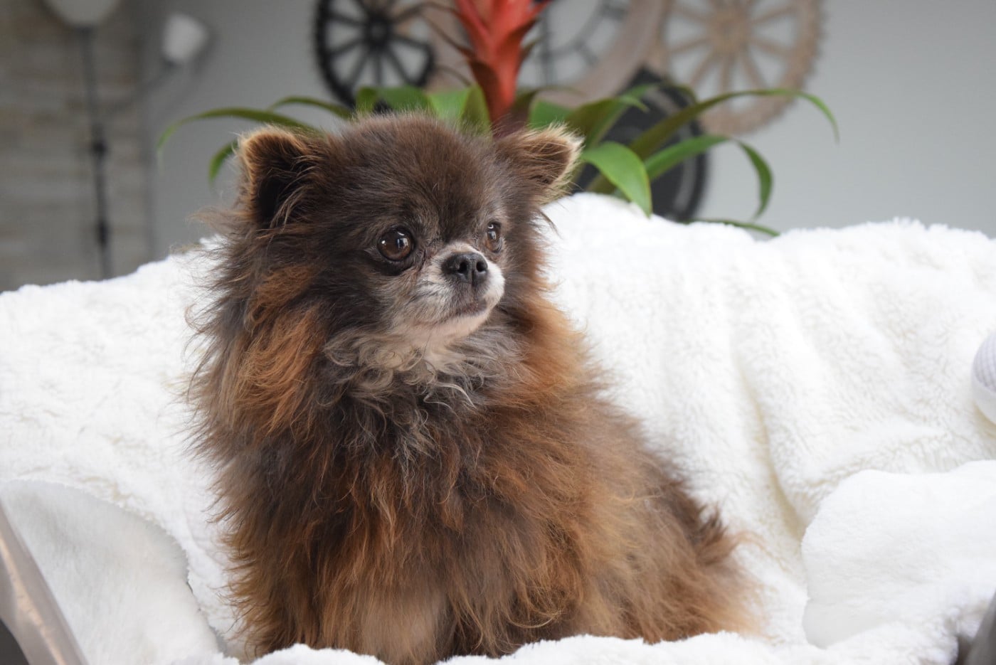 Publication : Du Royaume D'odin Auteur : elevae du royaume d'odin