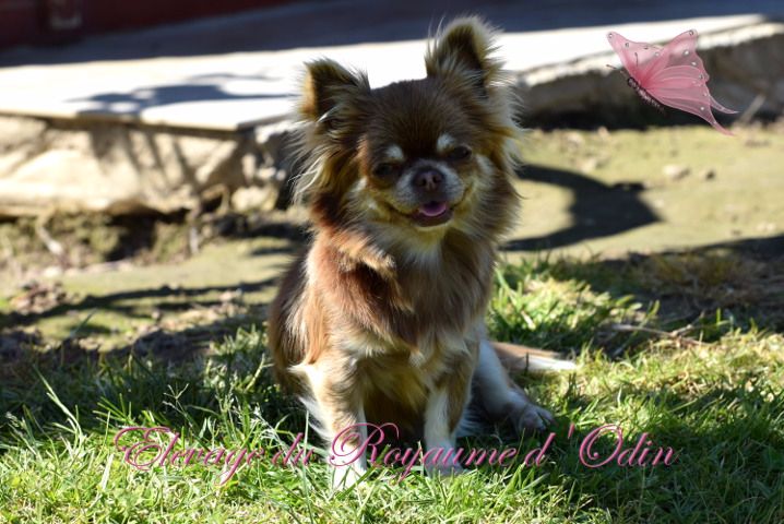 Publication : Du Royaume D'odin Auteur : Elevage du royaume d'odin