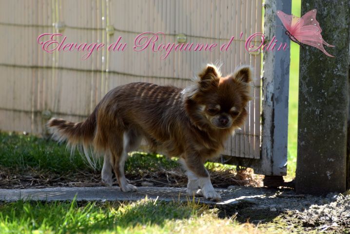 Publication : Du Royaume D'odin Auteur : Elevage du royaume d'odin