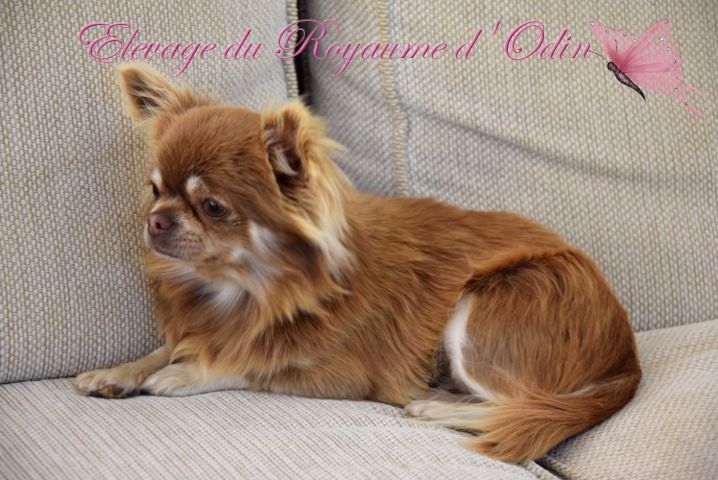 Publication : Du Royaume D'odin Auteur : Elevage du royaume d'odin