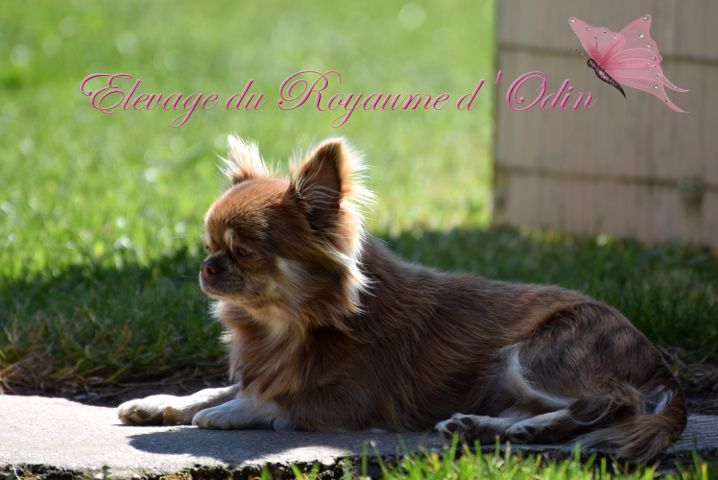 Publication : Du Royaume D'odin Auteur : Elevage du royaume d'odin