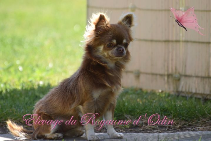 Publication : Du Royaume D'odin Auteur : Elevage du royaume d'odin