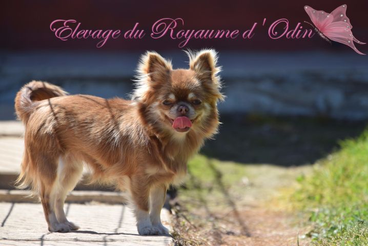 Publication : Du Royaume D'odin Auteur : Elevage du royaume d'odin