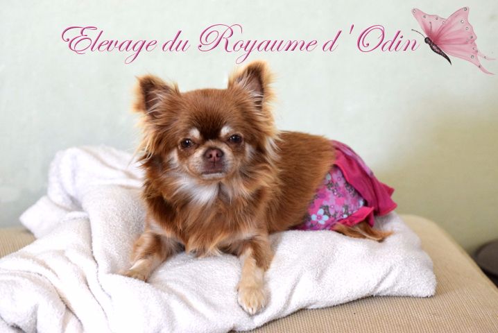 Publication : Du Royaume D'odin Auteur : Elevage du royaume d'odin
