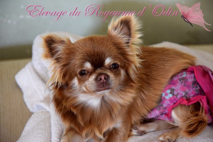 Publication : Du Royaume D'odin Auteur : Elevage du royaume d'odin