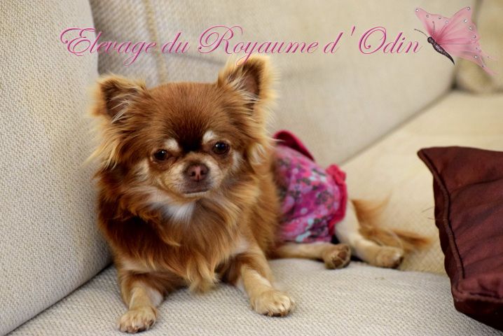 Publication : Du Royaume D'odin Auteur : Elevage du royaume d'odin
