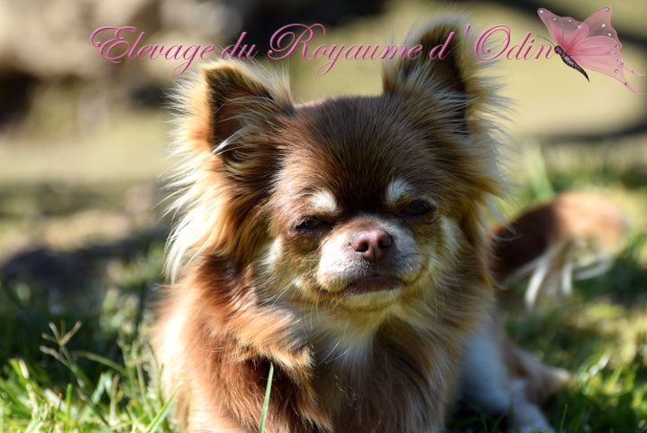 Publication : Du Royaume D'odin Auteur : Elevage du royaume d'odin