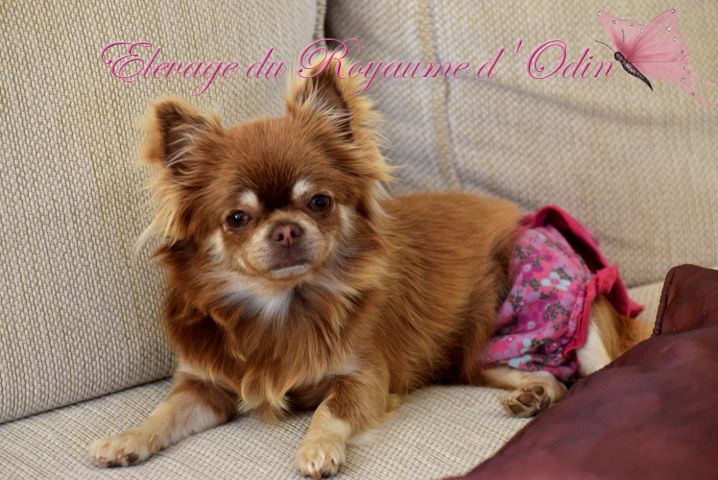 Publication : Du Royaume D'odin Auteur : Elevage du royaume d'odin