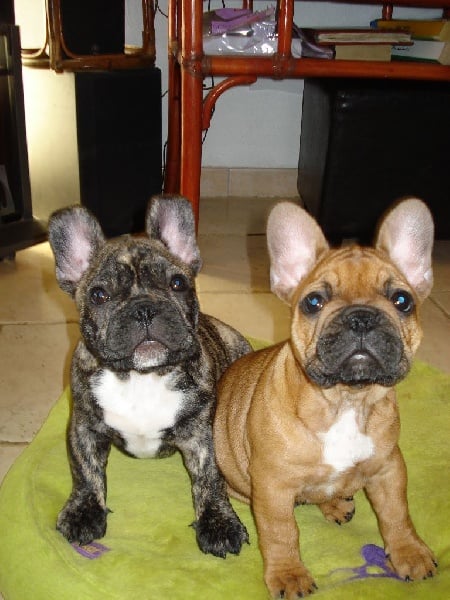 Publication : de la Roche Baude Auteur : simon