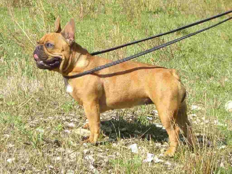 Publication : de la Roche Baude Auteur : simon