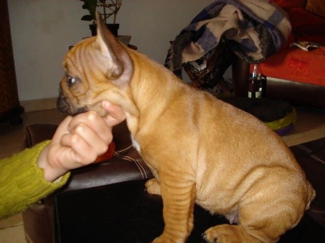 Publication : de la Roche Baude Auteur : simon