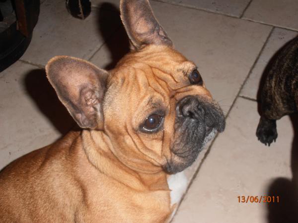 Publication : de la Roche Baude Auteur : simon