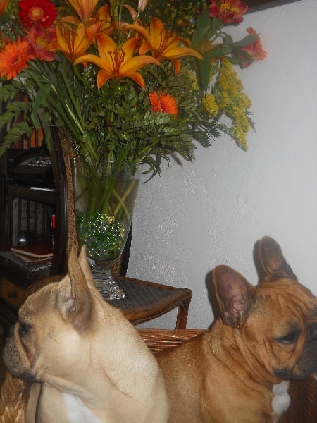 Publication : de la Roche Baude Auteur : simon