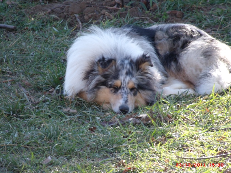 Publication : Des Bois De Castillon