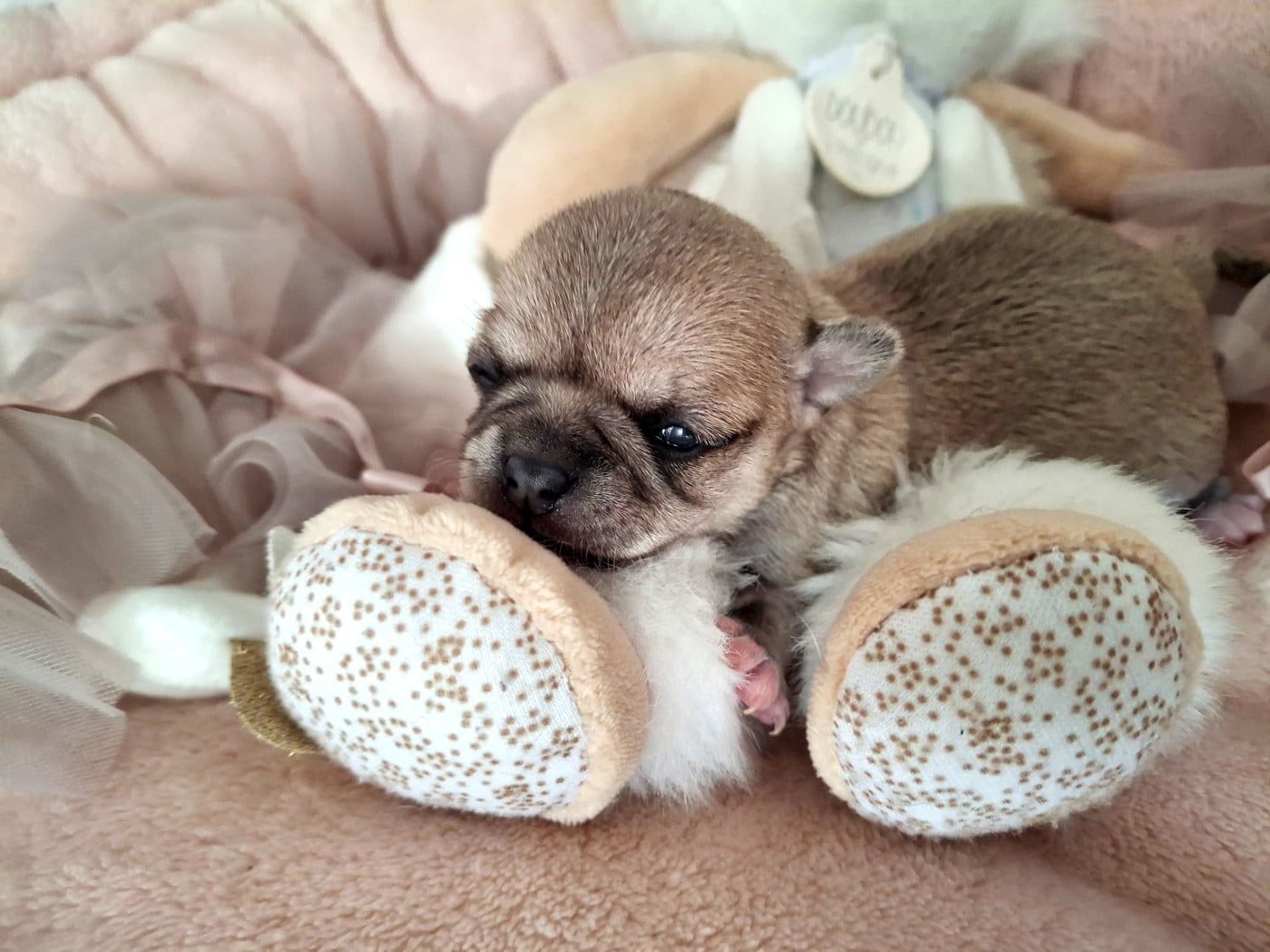 Chiot N°3 - Chihuahua
