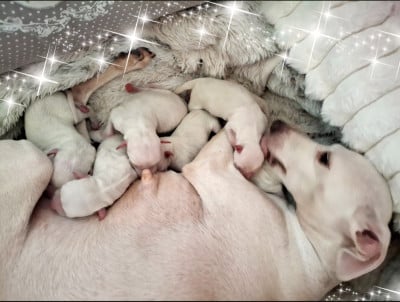 Les chiots de Petit Levrier Italien