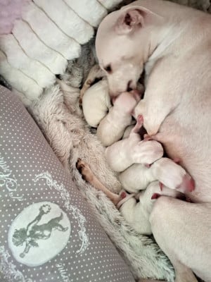 Les chiots de Petit Levrier Italien