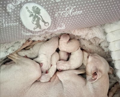 Les chiots de Petit Levrier Italien