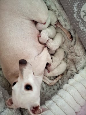 Les chiots de Petit Levrier Italien