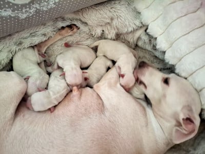 Les chiots de Petit Levrier Italien