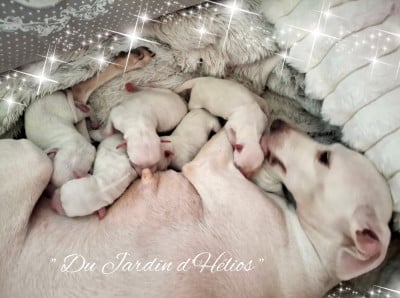 Les chiots de Petit Levrier Italien