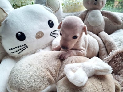 Les chiots de Petit Levrier Italien