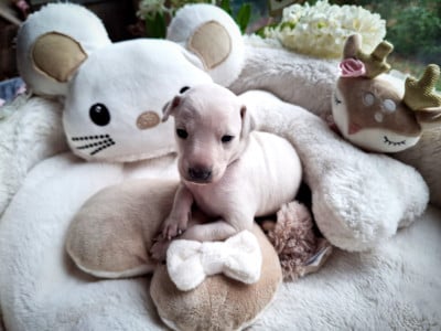 Les chiots de Petit Levrier Italien