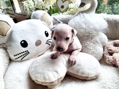 Les chiots de Petit Levrier Italien