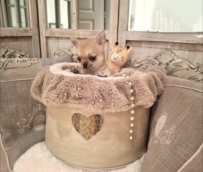 Les chiots de Chihuahua
